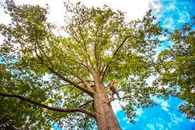 Best Leaf Removal  in Ledgewood, NJ