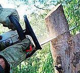 Trusted Ledgewood, NJ Tree Removal Experts
