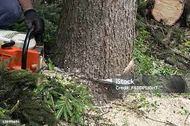 Best Tree Planting  in Ledgewood, NJ