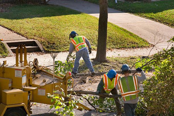 Best Stump Grinding and Removal  in Ledgewood, NJ