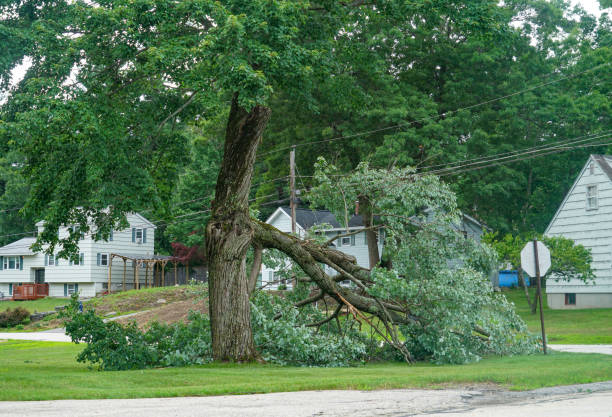 Best Root Management and Removal  in Ledgewood, NJ