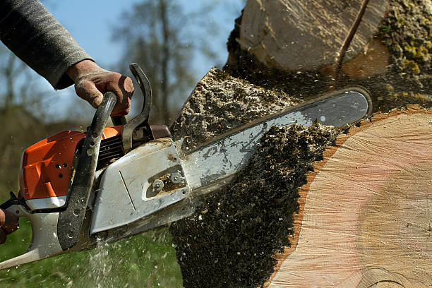  Ledgewood, NJ Tree Removal Pros