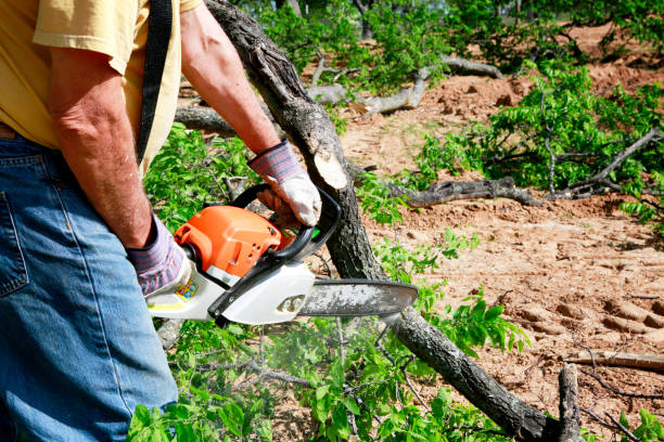 Best Tree Risk Assessment  in Ledgewood, NJ