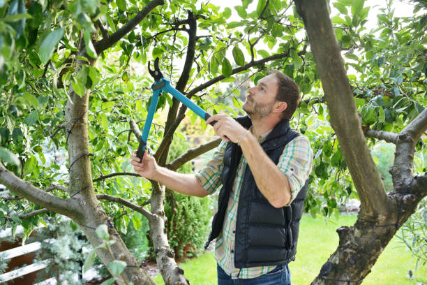 Best Pest Control for Lawns  in Ledgewood, NJ
